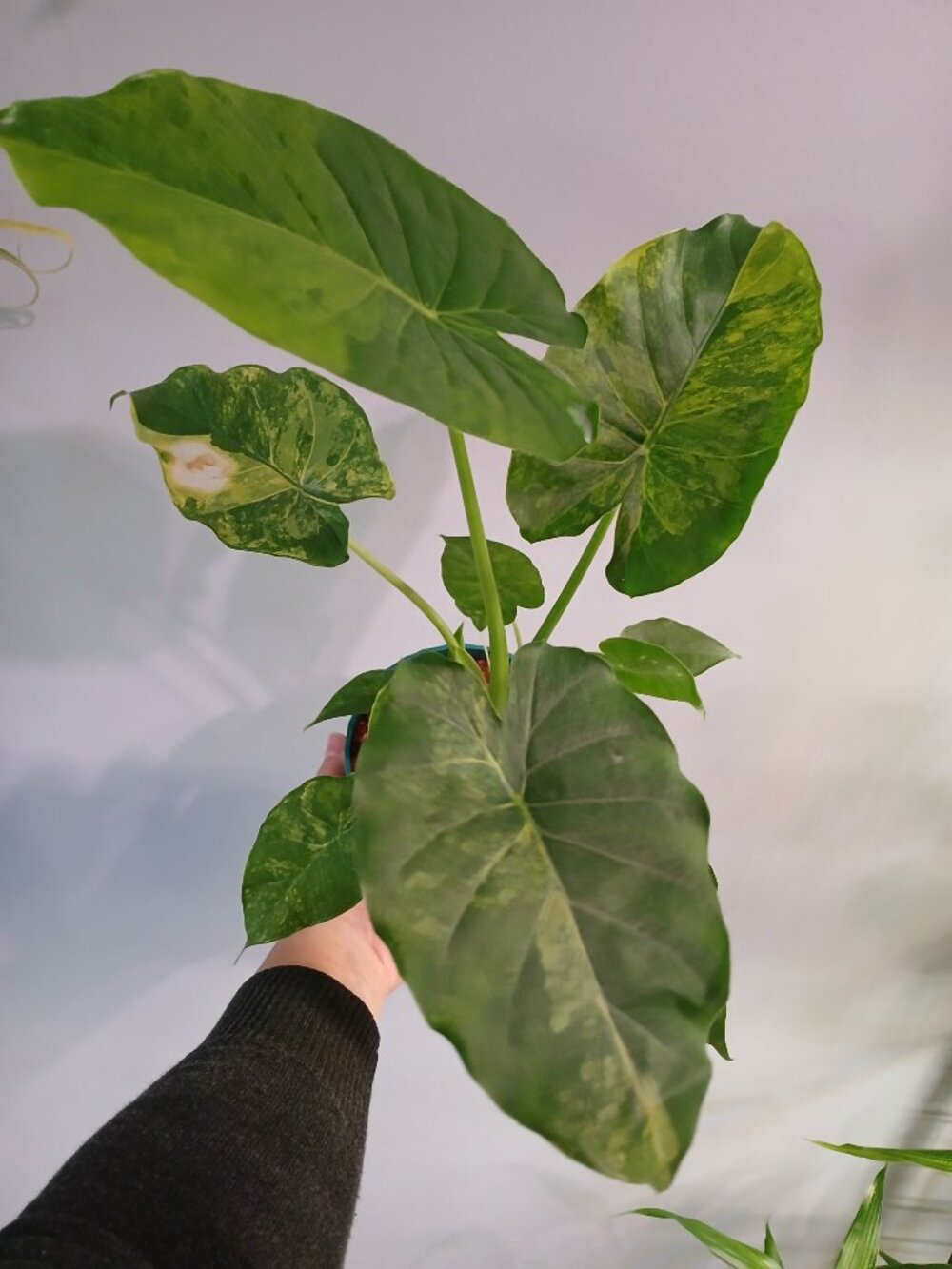 Alocasia Gangeana Aurea - Picture 3 of 8